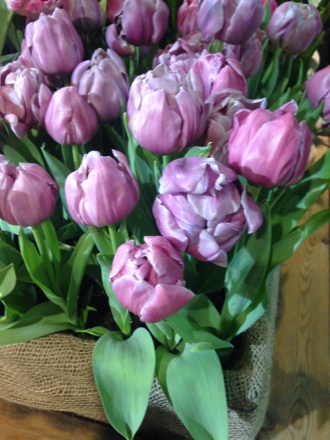 Поздравление с 8 Марта или "Репетиция весны в аптекарском огороде"