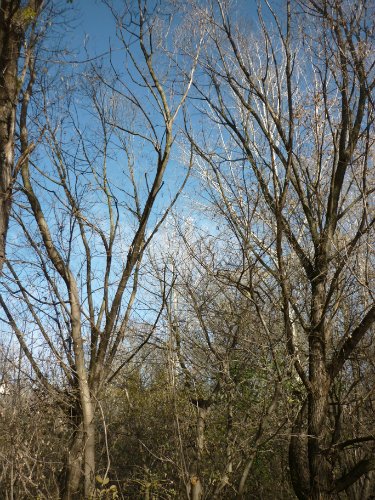 Золотая осень. Старый Оскол, Белгородская область
