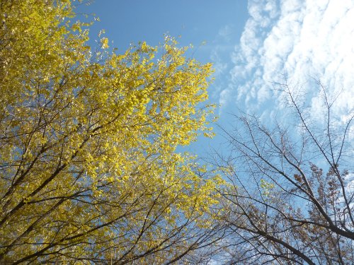Золотая осень. Старый Оскол, Белгородская область (фото 10)
