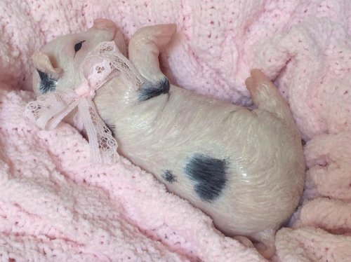 Зверятки-реборнятки — Молды и прототипы Реборн (Reborn): новинки (фото 4)