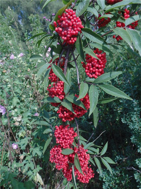 Мы гуляли | Бэйбики Мы гуляли — Куклы Iplehouse (Иплхаус): BJD (БЖД) (фото 3)