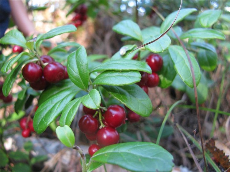 Прогулки Эмили по осеннему лесу | Бэйбики Прогулки Эмили по осеннему лесу