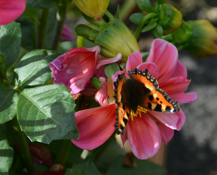 Охота на бабочек — Болталка и разговоры обо всем: жизнь (фото 6)