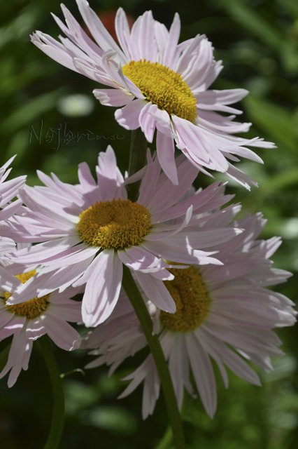 Яркие краски. Вихтели Rosemarie Anna Muller