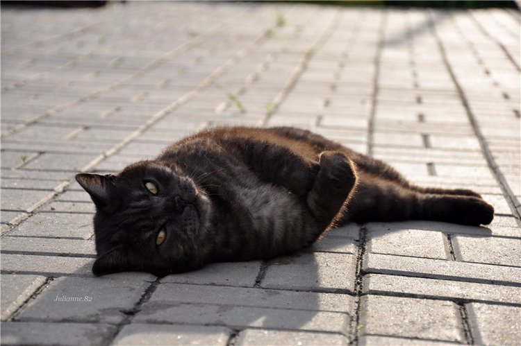 Коты прилетели... первые вестники весны (фото 10)