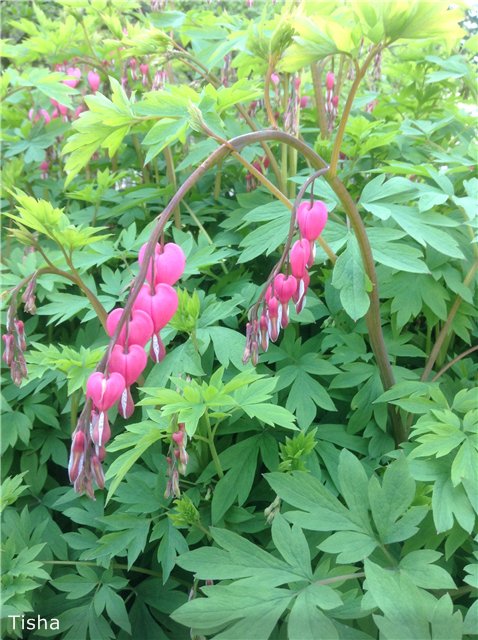 Летние наряды для моих любимок (фото 6)