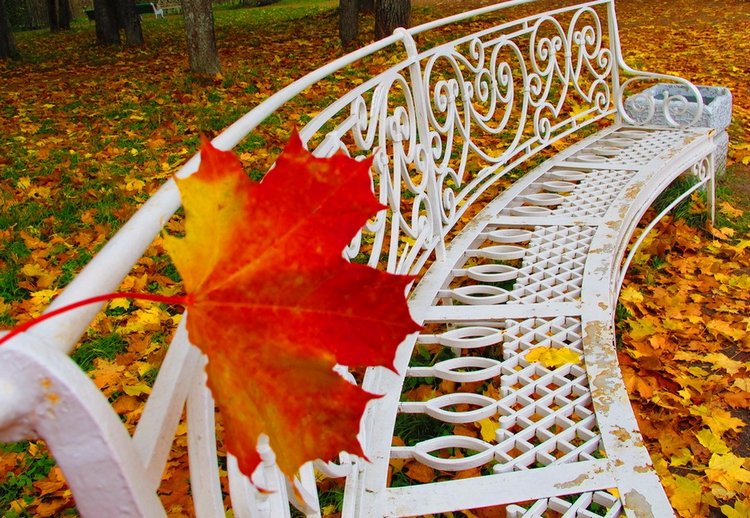 Красотка-осень — Болталка и разговоры обо всем: жизнь