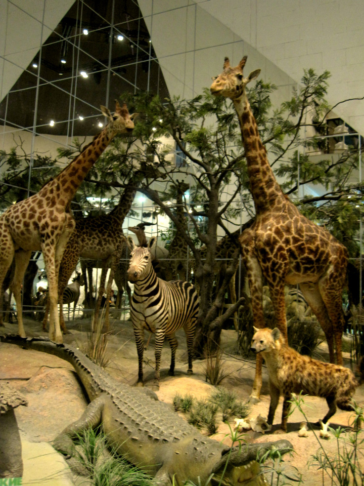 День в музее. Анжела в Государственном Дарвиновском музее