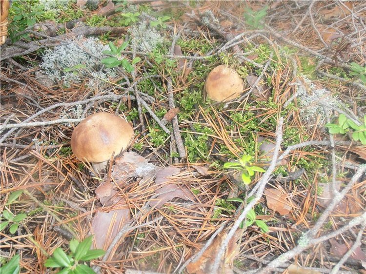 Любителям природы и походов за грибами (фото 5)