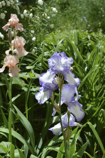 Яркие краски. Вихтели Rosemarie Anna Muller