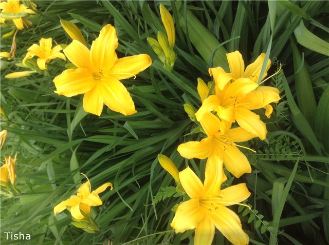 Малышки Шарнирочки из СССР, Кирово - Чепецкая фабрика