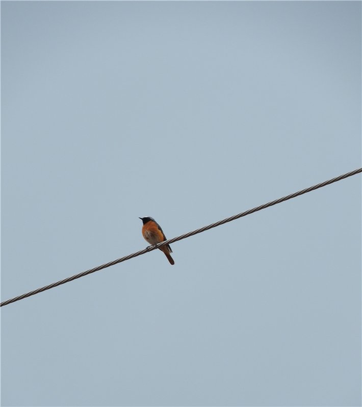 Любителям маленьких кукол