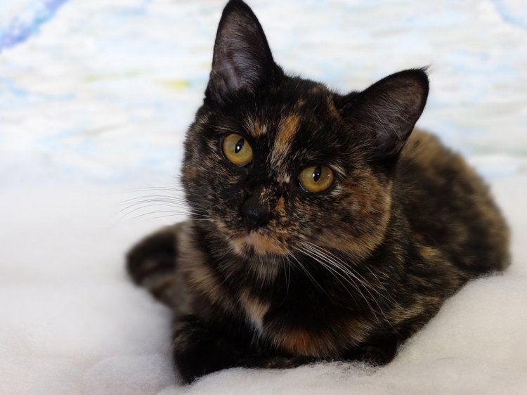 Белоснежка и Охотник — Куклы Kurhn (Курн) и Sonya Rose (Соня): Золотая коллекция