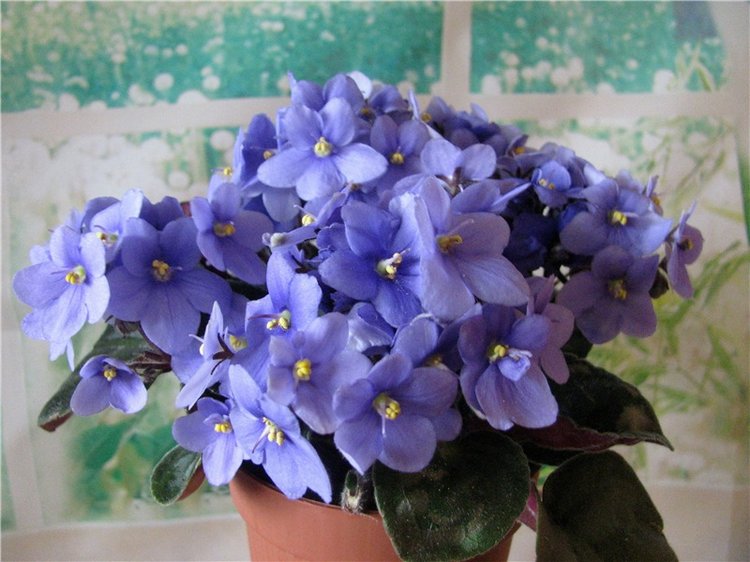 Моя Адора Фиалка — Куклы Adora (Адора): коллекционные виниловые