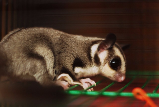 Космос — В мире животных: смешные фото питомцев и зверей (фото 5)