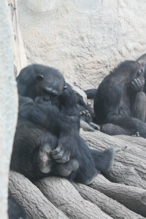 По Германии: зоопарк Лейпцига, часть 3 (фото 9)