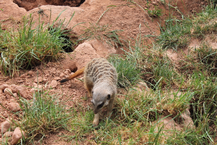 По Германии: зоопарк Лейпцига, часть 3