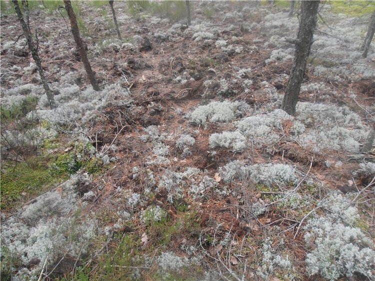 Любителям природы и походов за грибами (фото 3)