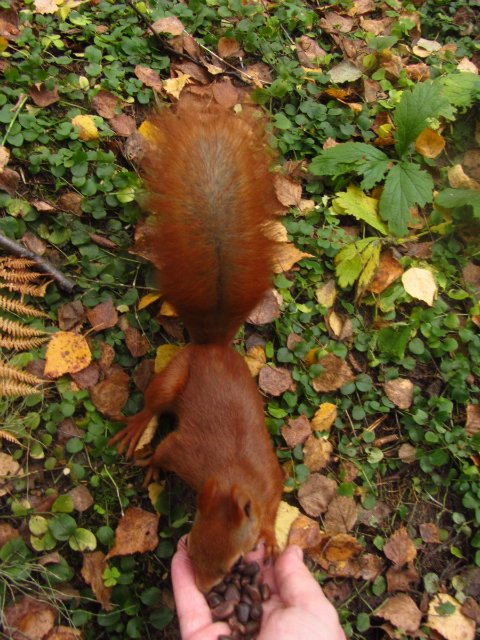 Забреду сегодня в парк осенний