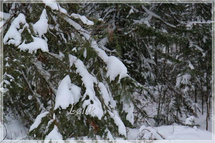 12 месяцев, или как Тамира за подснежниками ходила ) (фото 5)