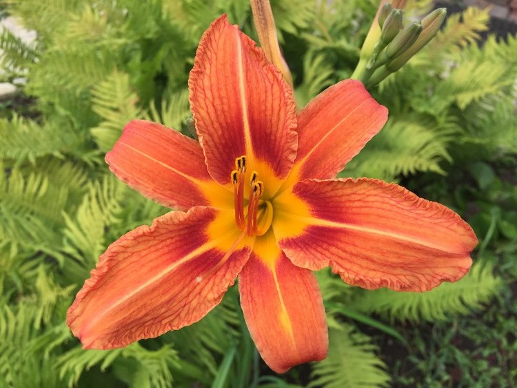 Моя маленькая мечта - Адора - Маккензи от Adora