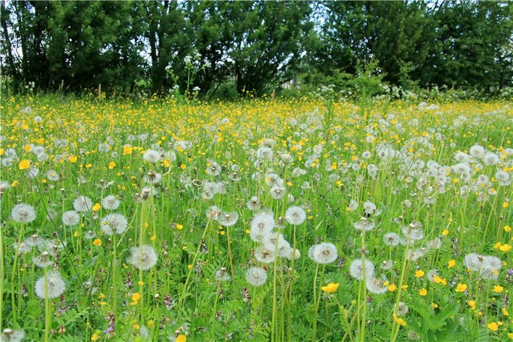 46-ой Пушкинский праздник поэзии в Берново. Часть первая