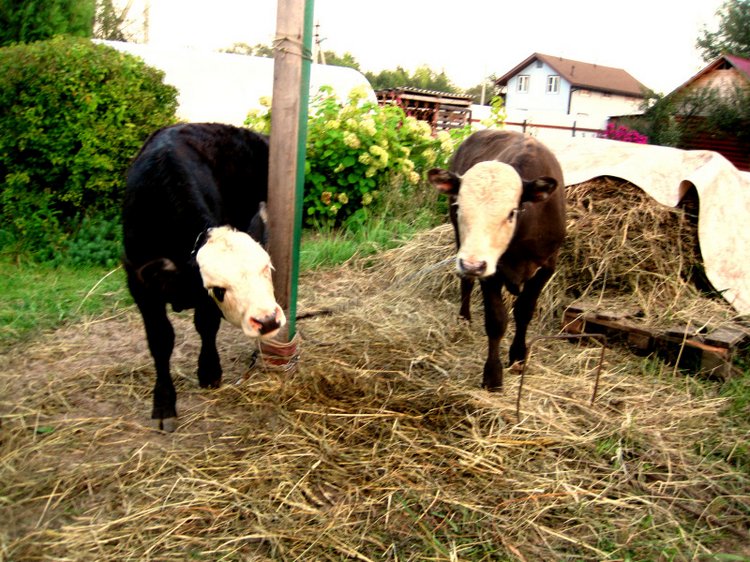 Выходные в деревне. Эдер - коллекционна кукла Susi Eimer (фото 2)