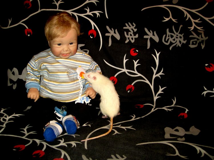 Маш новенький малыш Ванечка. Коллекционная кукла Tinneke Steensens | Бэйбики Маш новенький малыш Ванечка. Коллекционная кукла Tinneke Steensens