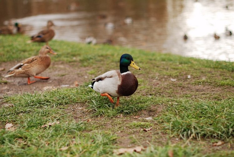 Сегодня я турист. Ораниенбаум (фото 7)