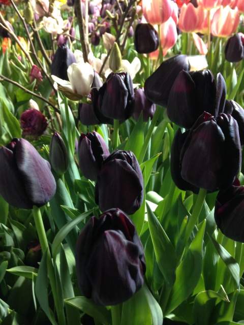 Поздравление с 8 Марта или "Репетиция весны в аптекарском огороде"