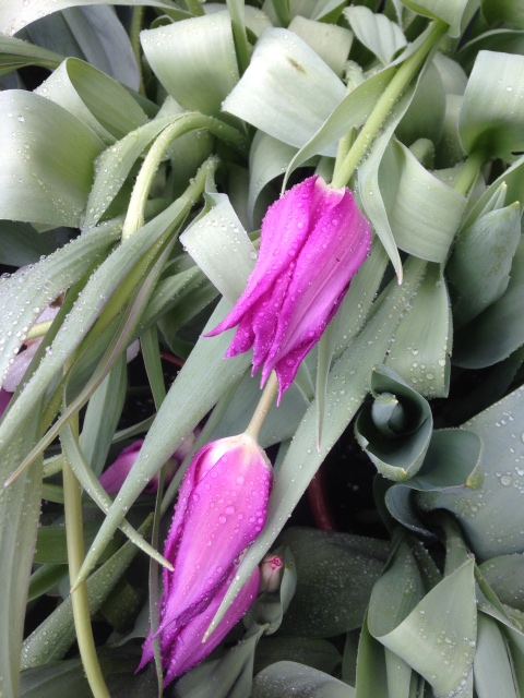 Фотосессия куклы ГДР Косолапки в Аптекарском огороде