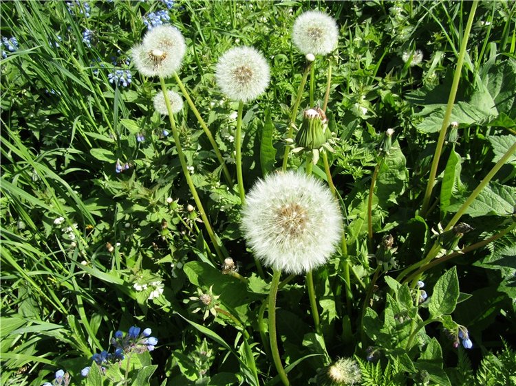 Бетси Robert Tonner. С красным бантом по зеленому лугу