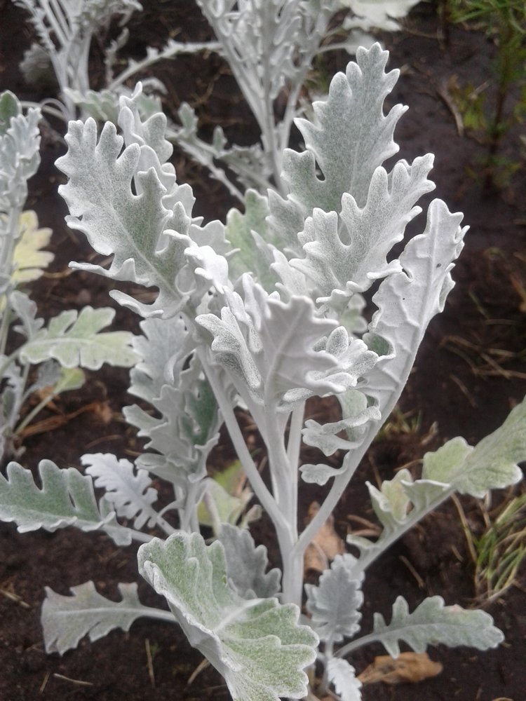 Псков: из лета в лето. Прогулки по городу и куклы