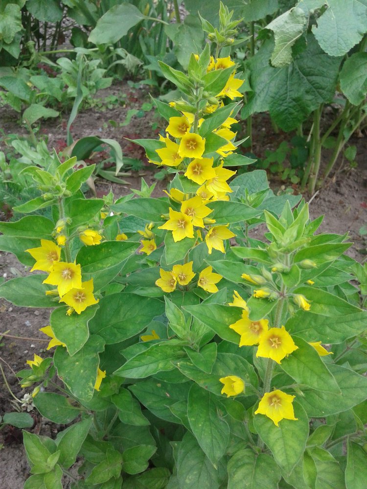 Псков: из лета в лето. Прогулки по городу и куклы