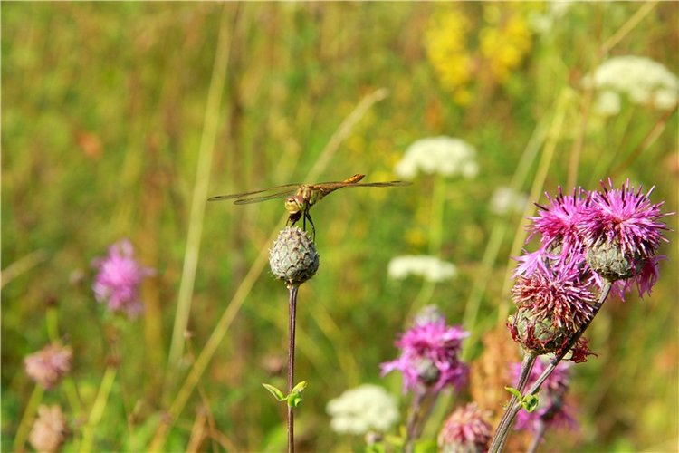 Просто Соня. Уникальные куклы от Сильвии Наттерер | Бэйбики Просто Соня. Уникальные куклы от Сильвии Наттерер