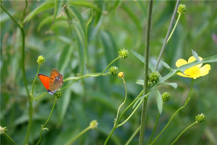 Просто Соня. Уникальные куклы от Сильвии Наттерер | Бэйбики Просто Соня. Уникальные куклы от Сильвии Наттерер