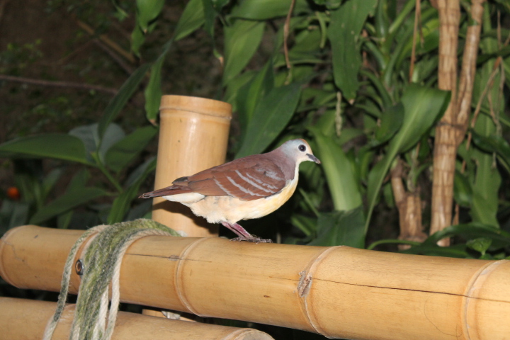 По Германии: зоопарк Лейпцига, часть 2