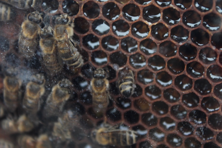 По Германии: зоопарк Лейпцига, часть 1