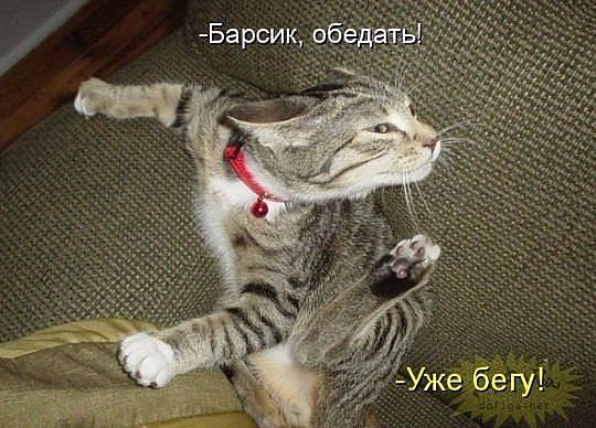 Без кота и жизнь не та — Болталка и разговоры обо всем: жизнь
