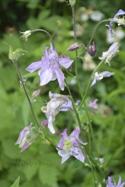 Яркие краски. Вихтели Rosemarie Anna Muller