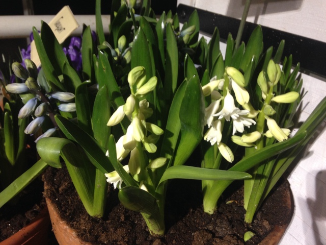 Поздравление с 8 Марта или "Репетиция весны в аптекарском огороде"