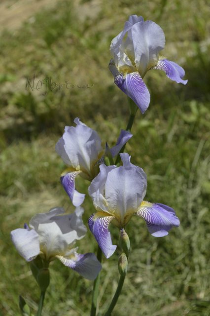 Яркие краски. Вихтели Rosemarie Anna Muller
