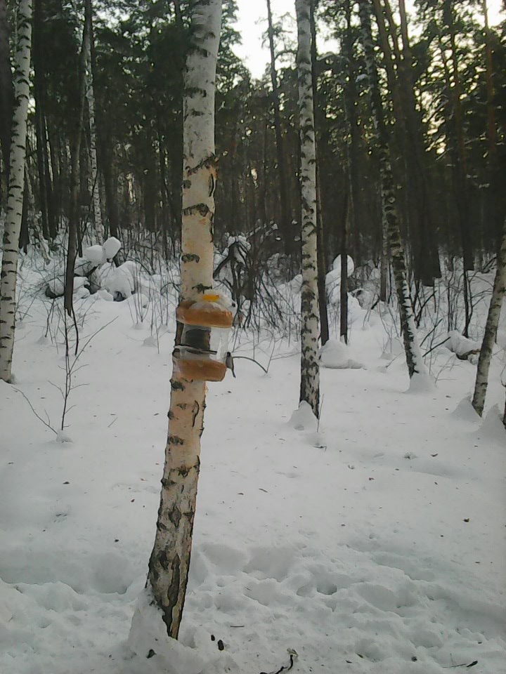 Интересное наблюдение за птицами у кормушки