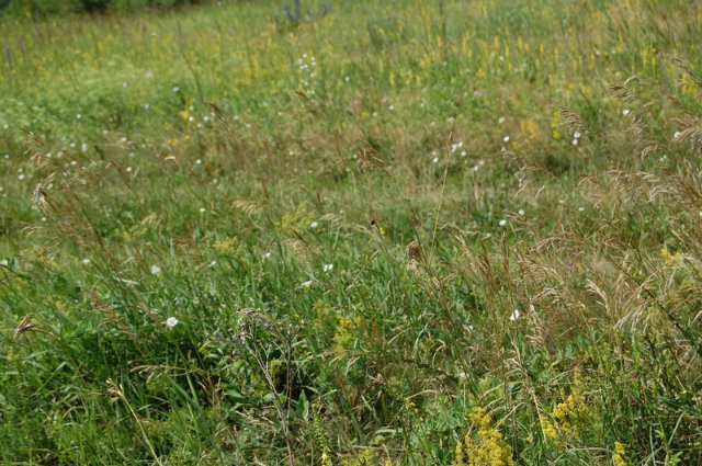 Путешествие по огромному миру! Ирис от E. Pfaffendorf и Тим от Susi Eimer