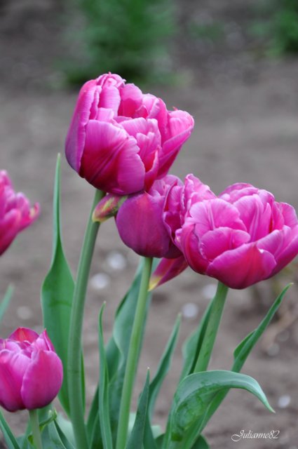 "Первый майский день..." Оливия от Helen KISH