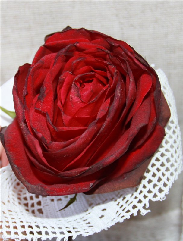 Должна быть в кукле какая-то загадка - Majestic (фото 9)