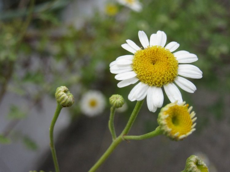 Комбинезон из куска льняной ткани для Хелены