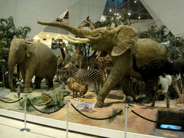 День в музее. Анжела в Государственном Дарвиновском музее