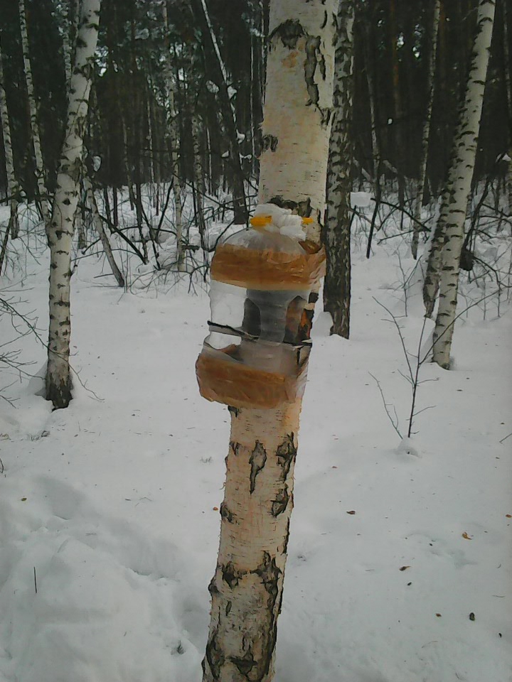 Интересное наблюдение за птицами у кормушки