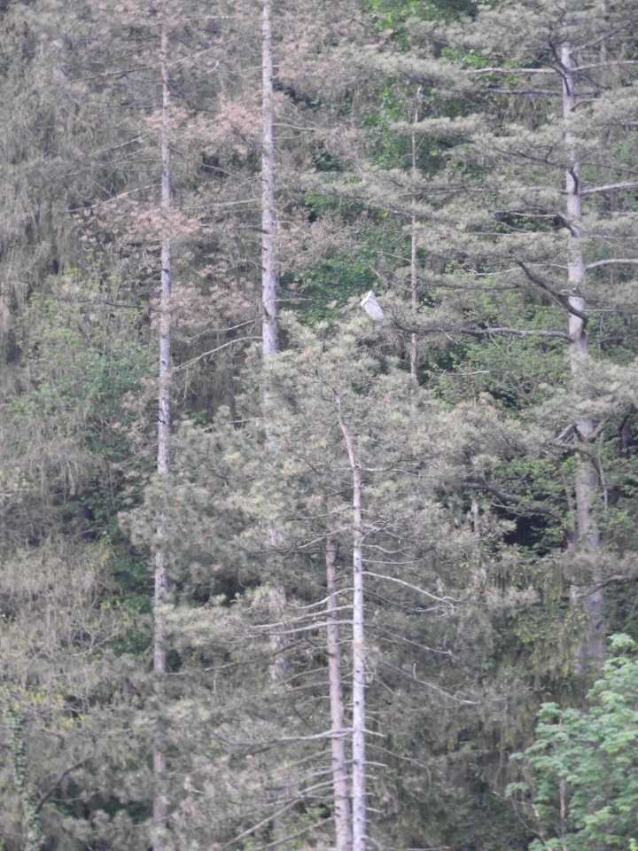 Любителям птиц. Серая цапля Словении